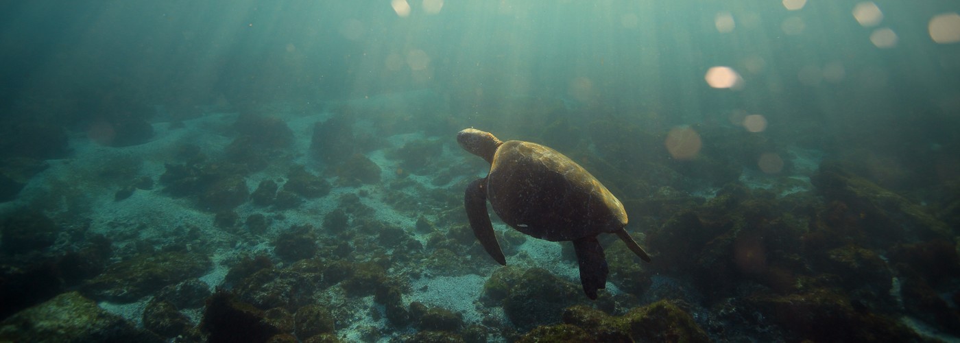 Galápagos sea turtle swimming